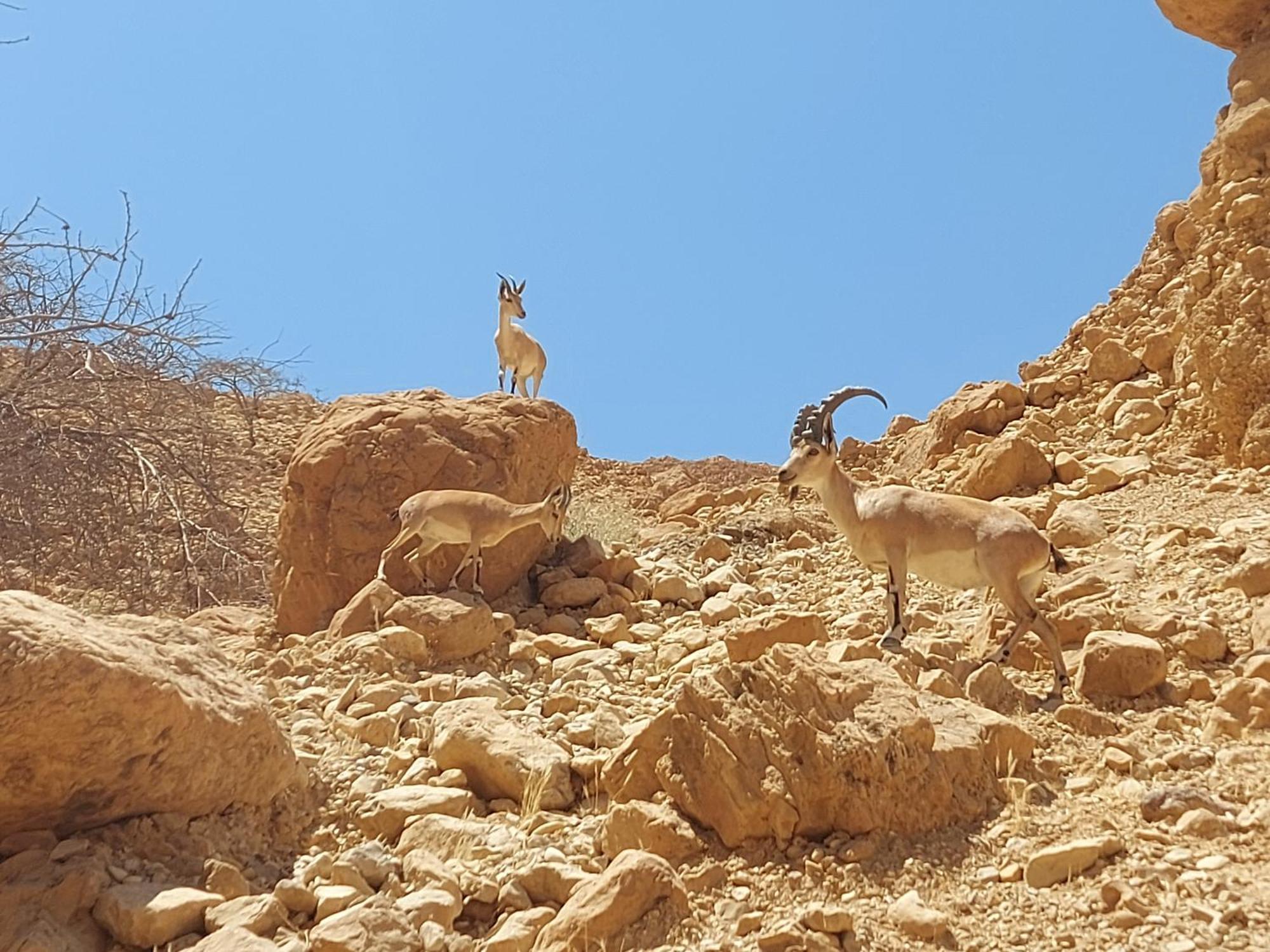 Unique&Warmy Place In The Dead Sea Avnat Exteriér fotografie